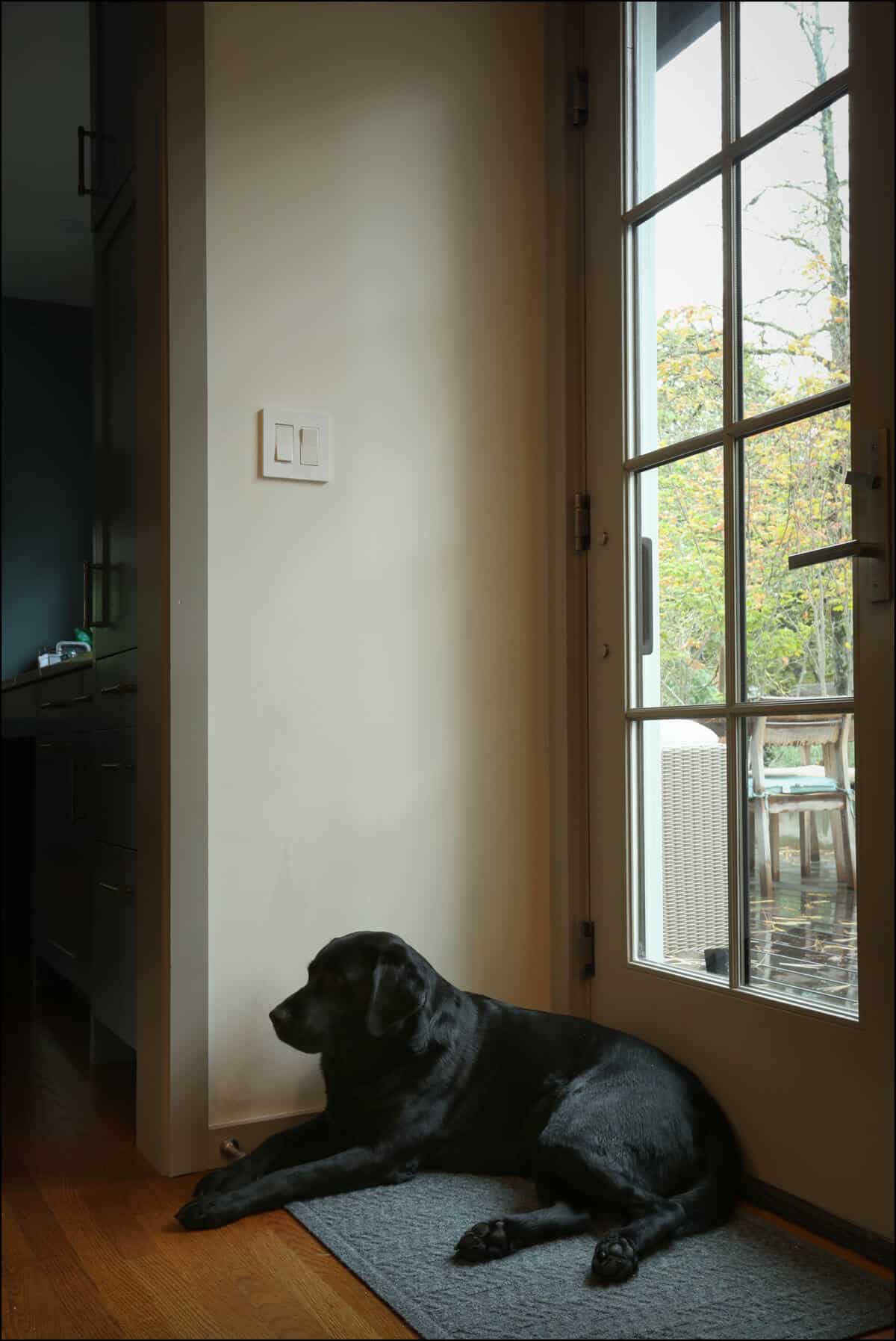 Black dog lying on a gray mat by a glass door, indoors. Black dog resting on a gray mat near a glass door, showcasing a cozy home environment in a remodeled space.